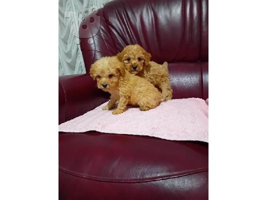 Κουτάβια Maltipoo